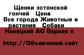 Щенки эстонской гончей › Цена ­ 7 000 - Все города Животные и растения » Собаки   . Ненецкий АО,Варнек п.